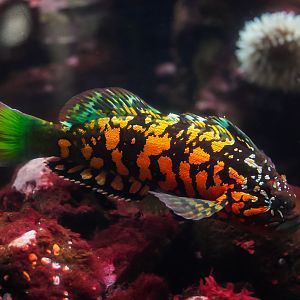 Rock Greenling (male)