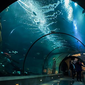 "Halibut Flats" (Passages of the Deep)