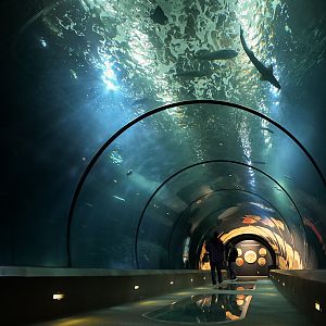 "The Open Sea" (Passages of the Deep)