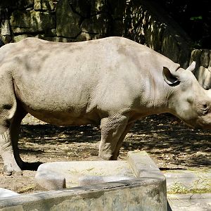 Eastern Black Rhinoceros (Diceros bicornis michaeli) April 12, 2025