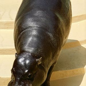 Pygmy Hippopotamus (Choeropsis liberiensis) April 12, 2025
