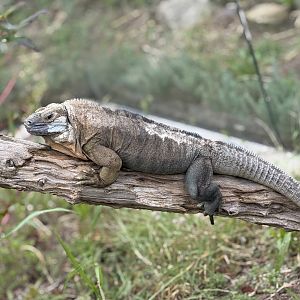 Jamaican Iguana