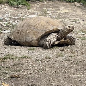 African Spurred Tortise