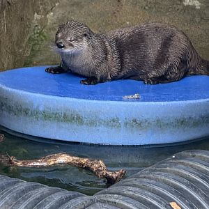 River Otter