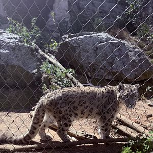 Snow Leopard