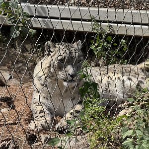 Snow Leopard