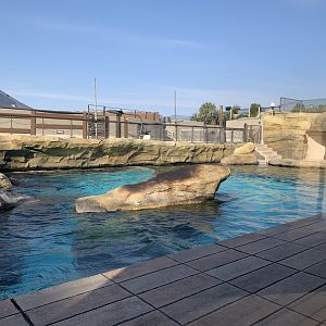 California Sea Lion Exhibit