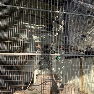 Lion-tailed Macaque Enclosure