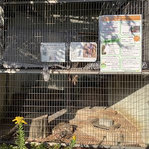 Southern Pig-tailed Macaque