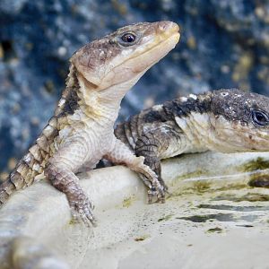 Two Tropical Girdled Lizard (Cordylus tropidosternum) April 12, 2025