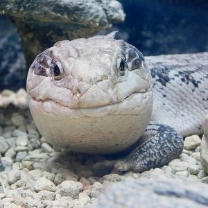 Eastern Blue-Tongued Skink (Tiliqua scincoides scincoides) April 12, 2025