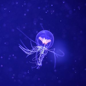Halimedusa typus (Hydrozoan)