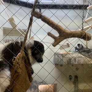 Black-and-white Ruffed Lemur