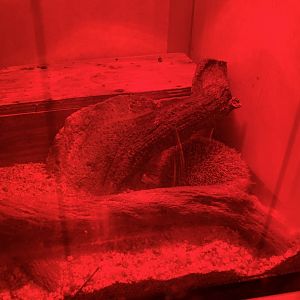 Lesser Hedgehog Tenrec