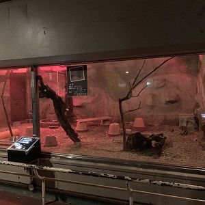 Brush-tailed Bettong Exhibit