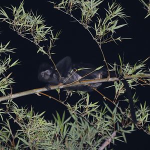 West Javan langur (Trachypithecus mauritius)
