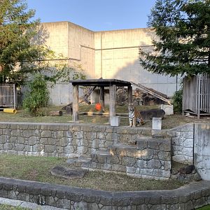 Amur Tiger Exhibit