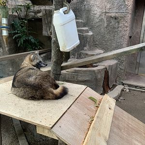 Japanese Raccoon Dog