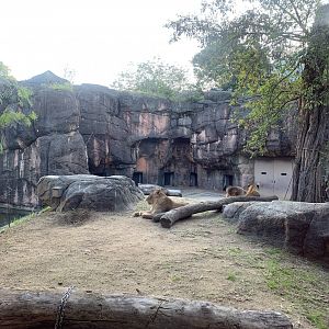 African Lion Exhibit