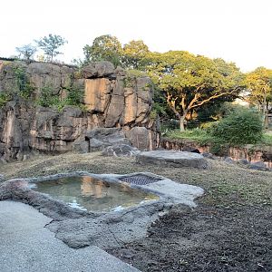 Spotted Hyena Exhibit