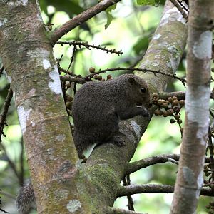 black-striped squirrel (Callosciurus nigrovittatus)