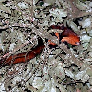 red giant flying squirrel (Petaurista petaurista)