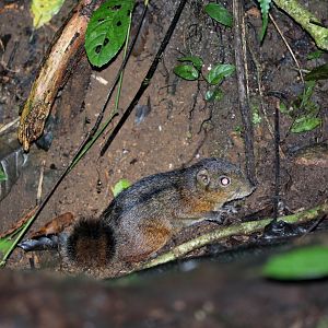 three-striped ground squirrel (Lariscus insignis)