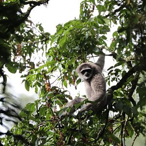 Javan or silvery gibbon (Hylobates moloch)