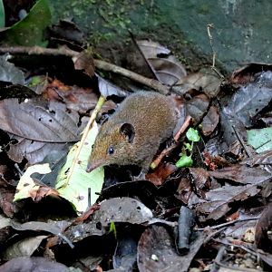 Javan short-tailed gymnure (Hylomys suillus)