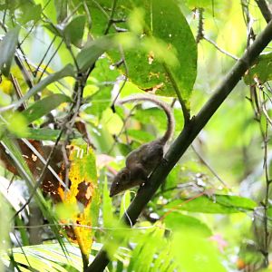 Horsfield's treeshrew (Tupaia javanica)
