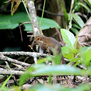 Horsfield's treeshrew (Tupaia javanica)