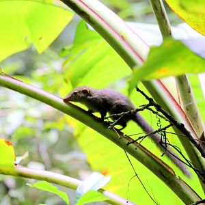 Horsfield's treeshrew (Tupaia javanica)