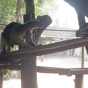 Grizzled tree-kangaroo