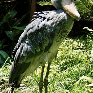 Shoebill (Balaeniceps rex) June 29, 2025