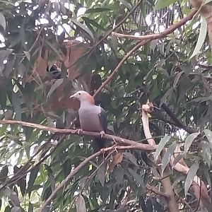 Could this be Green Imperial pigeon - Ducula aenea?