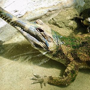 Sunda Gharial (Tomistoma schlegelii) and Sri Lanka Black Turtle (Melanochelys trijuga thermalis) May 3, 2025