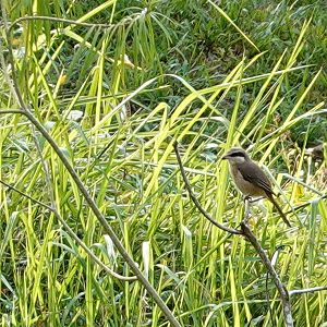 Brown shrike (Lanius cristatus)