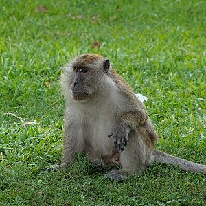 Long-tailed macaque