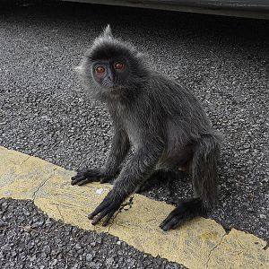 Selangor silvery langur (Trachypithecus selangorensis)