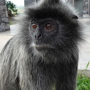 Selangor silvery langur (Trachypithecus selangorensis)