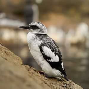 Pigeon Guillemot (winter plumage)
