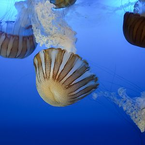 South American Sea Nettles