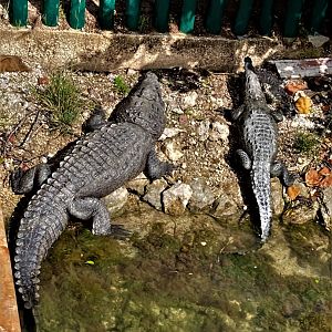 Morelet´s crocodiles