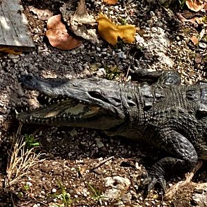 Morelet´s crocodile