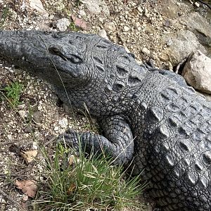 Morelet´s crocodile