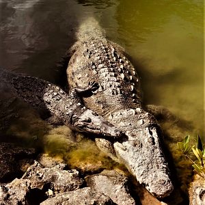 Morelet´s crocodiles