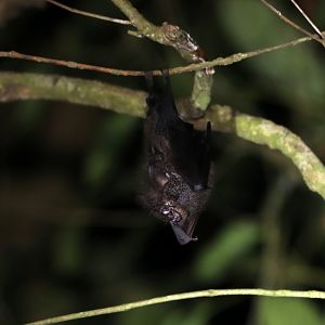 Malaysian Woolly Horseshoe Bat (Rhinolophus morio)