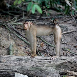 Southern pig-tailed macaque (Macaca nemestrina)