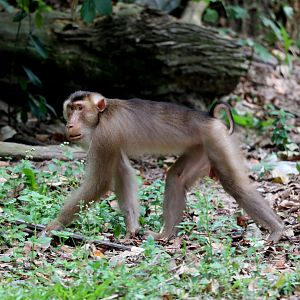 Southern pig-tailed macaque (Macaca nemestrina)