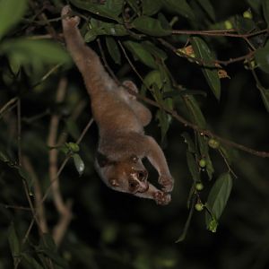 Sunda slow loris (Nycticebus coucang)